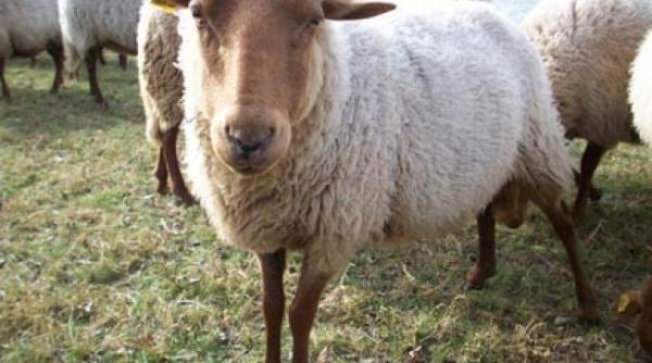 panica intr un sat dupa ce o turma de oi a consumat canabis