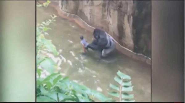 imagini de groaza la zoo un copil a cazut in arcul unei gorile video