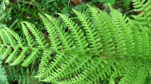 nord coreenii interesa i de o feriga care cre te in romania