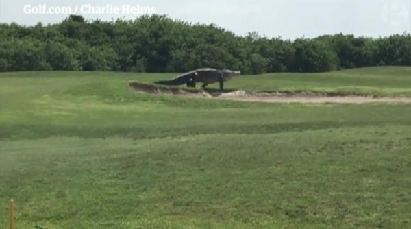 un aligator uria filmat pe un teren de golf video