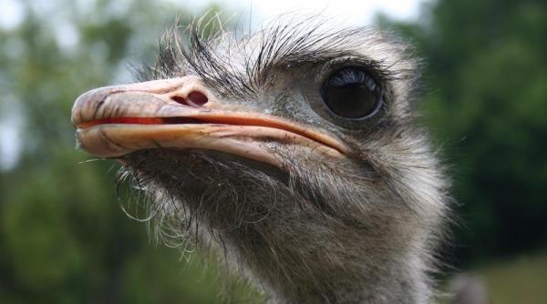 celebra casa de moda in vizorul peta pentru folosirea pieilor de stru