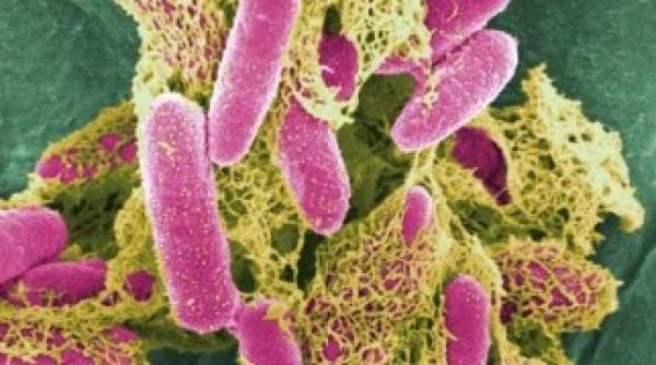 e coli descoperita in produse alimentare anun ul ansvsa