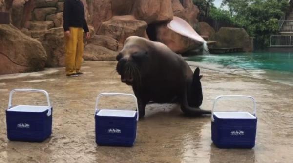 euro 2016 watson pronostic pentru meciul fran a romania video