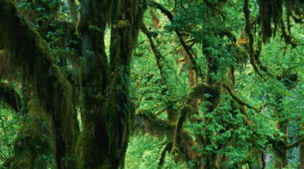 descoperire de senza ie in jungla istoricii lua i prin surprindere