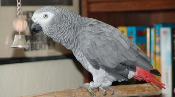 bancul zilei de ce a murit papagalul