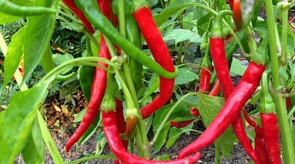 ardeiul iute de ce este bine sa nu lipseasca de la nicio masa