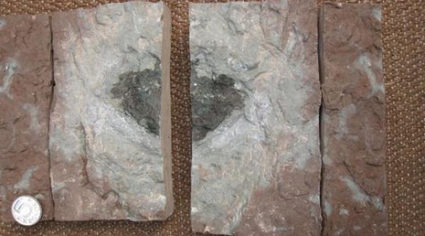 descoperire senza ionala care intriga comunitatea tiin ifica