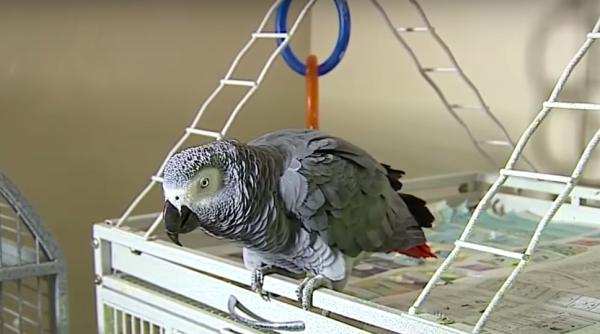 un papagal posibil martor intr un proces de omor