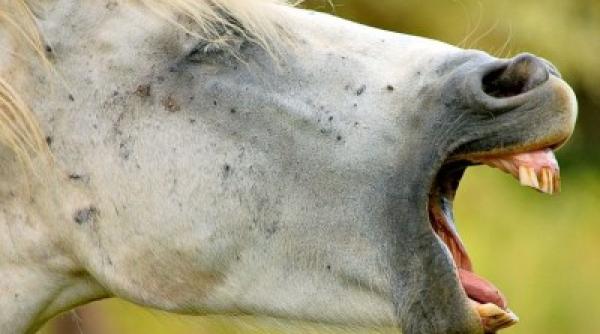 tragedie barbat mort dupa ce a fost mu cat de un cal