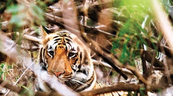 tragedie la zoo ingrijitoare ucisa de un tigru