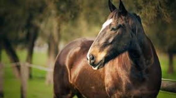 apte oameni de urgen a la spital din cauza unui cal