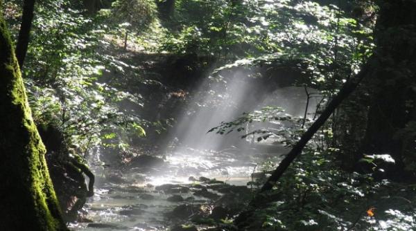 descoperire macabra intr o padure din masivul parang