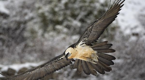 o pasare foarte rara a fost vazuta din nou in romania