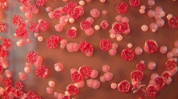 jo 2016 avertisment despre virusul zika