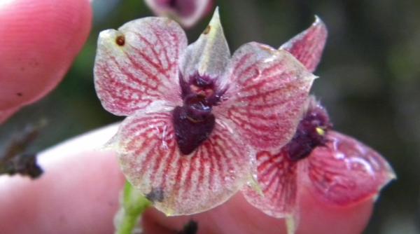 o noua specie de orhidee impresioneaza lumea tiin ifica
