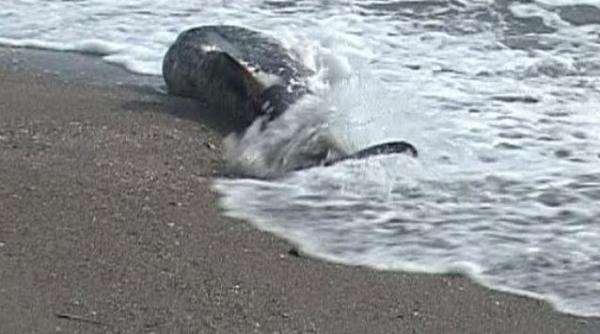 numar record de delfini mor i pe plajele bulgariei