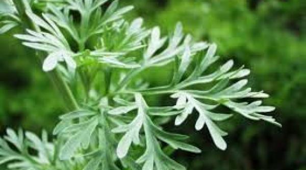 celulele canceroase ucise cu ajutorul unei plante din romania