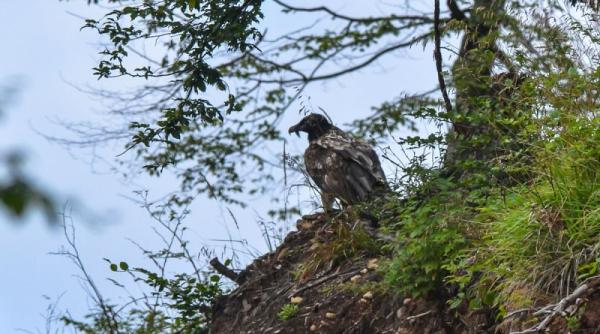 primele imagini cu zaganul adonis in romania