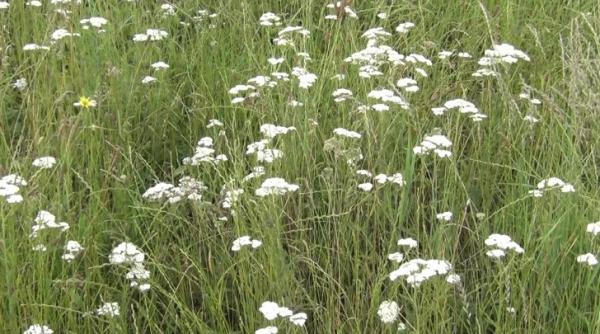 planta minune despre care pu ini tiu ca vindeca numeroase boli