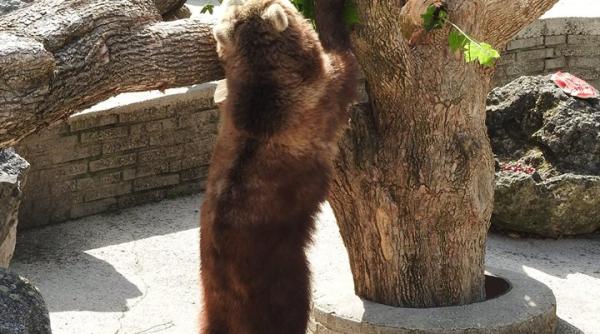 indignare in randul iubitorilor de animale ursul baloo ucis