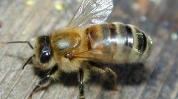 familie bagata in spital de o albina cum a fost posibil