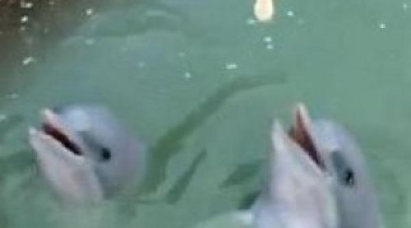 cum a fost surprins un delfin video