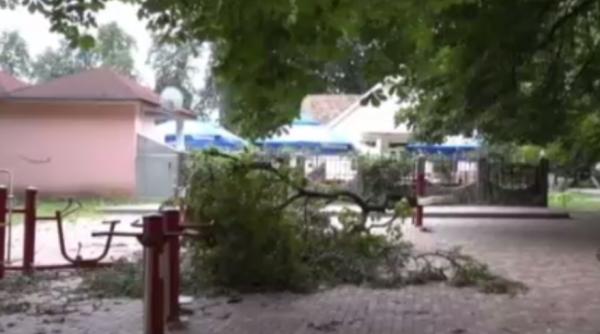 profesoara care a fost lovita de crengile unui copac a murit