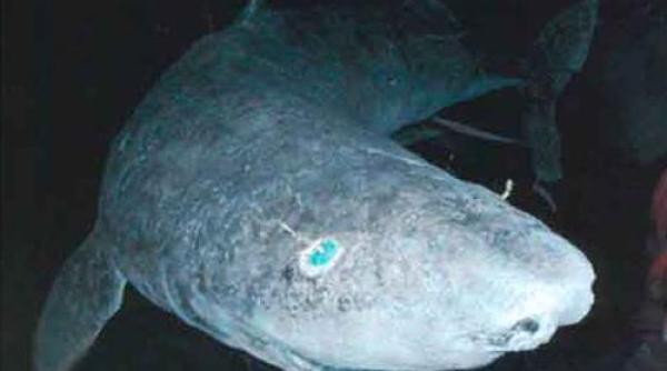 cea mai longeviva vertebrata de ce sunt ingrijora i cercetatorii