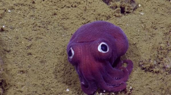 specie rara de caracati a de culoare mov gasita de biologii marini