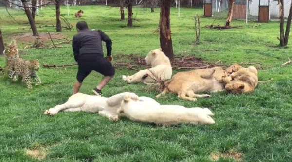 imagini incredibile cine l a slavat de atacul ghepardului