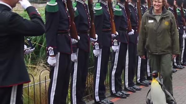 pinguin regal promovat la gradul de general de brigada