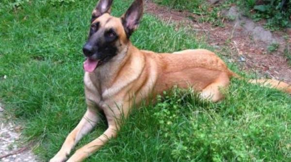 senator care a adoptat un caine de urma apel catre mai i mapn pentru cainele tey