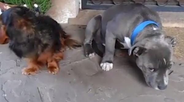 video reac ie fabuloasa a unui pitbull care se simte vinovat