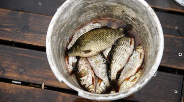 la pescuit o metoda sigura de a umple juvelnicul video