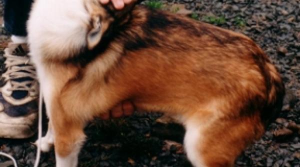 cea mai rara rasa de caini din lume vine in romania