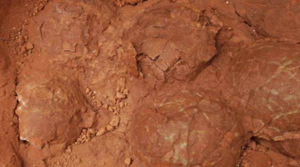 un cuib cu 10 oua de dinozaur descoperit in romania