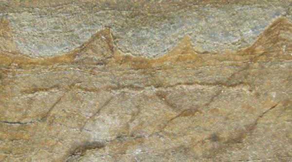 cea mai veche fosila de pe pamant descoperita recent