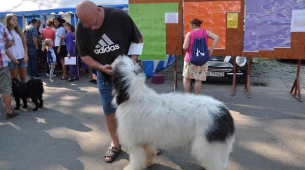 ciobanescul mioritic siret de gotca atrac ia dracula dog show targu mure