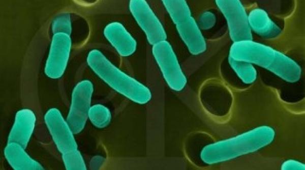 e coli depistata in magazine abatoare i restaurante alerta