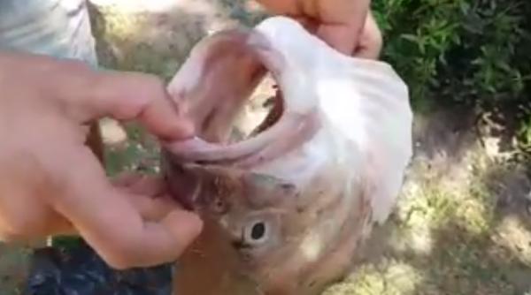 descoperire de senza ie a unor pescari la agigea video