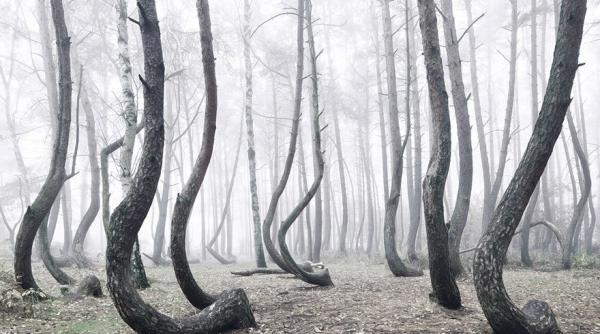 fenomen ciudat in polonia