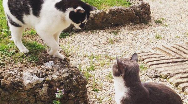 papa a dus la vatican o pisica premiera in lumea catolica