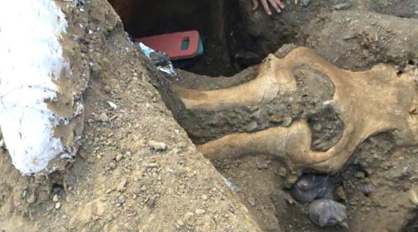 descoperire importanta in california