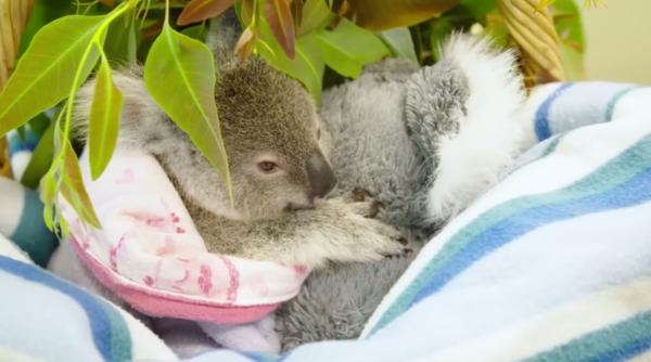 imagini senza ionale cu un koala orfan ce il ajuta sa depa easca trauma