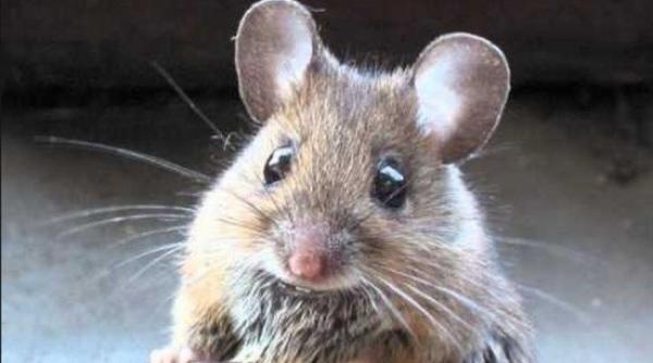 imagini revoltatoare soareci in spital asistentele au fugit de teama video