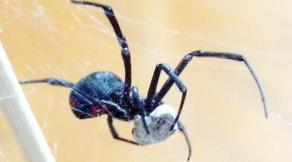 masculii de vaduva neagra metoda inedita de a nu mai fi devora i de femele