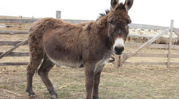 bancul zilei cum a scapat un barbat de nevasta cicalitoare