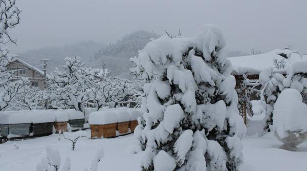 vine viscolul zapezi i maxime de 12 grade saptamana viitoare