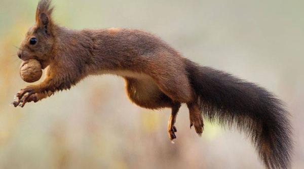 primaria bistrita a scapat de amenda ce le a facut veveri elor