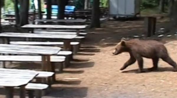 1 700 de animale ar fi putut fi impuscate s a deschis dosar penal